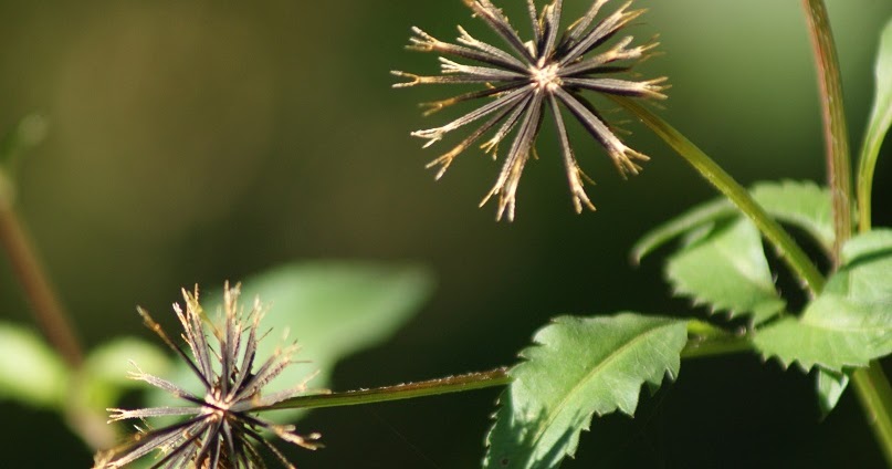 Rethinking our attitude to and use of “Weeds”