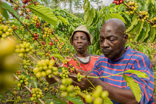 Nestlé injects one billion Swiss francs into regenerative agriculture