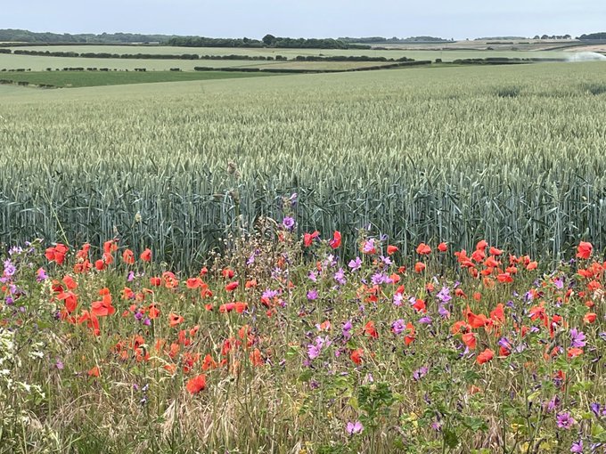 How conservation farming is boosting yields, mitigating effects of climate change