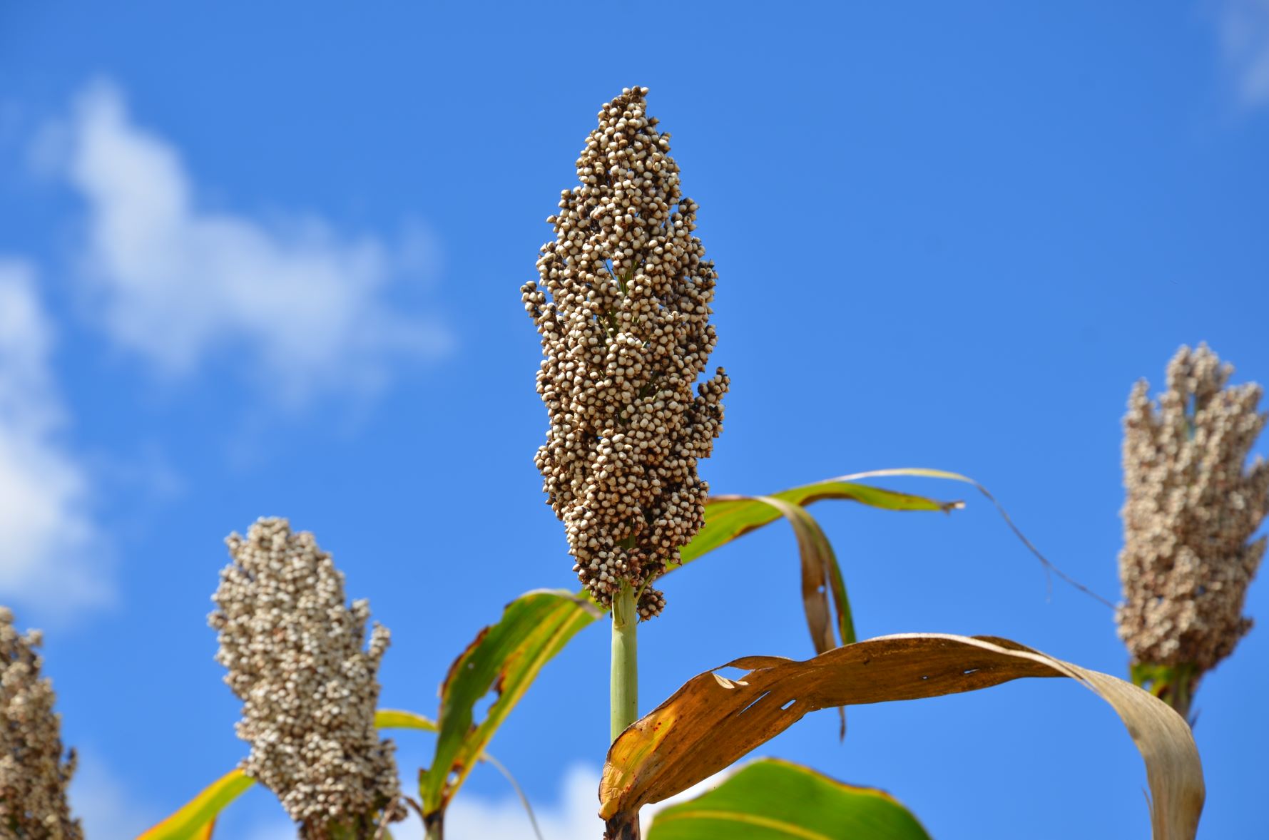 More sorghum varieties developed to resist climate change