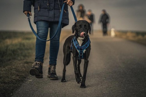 Important Reasons Your Dog Needs A Harness