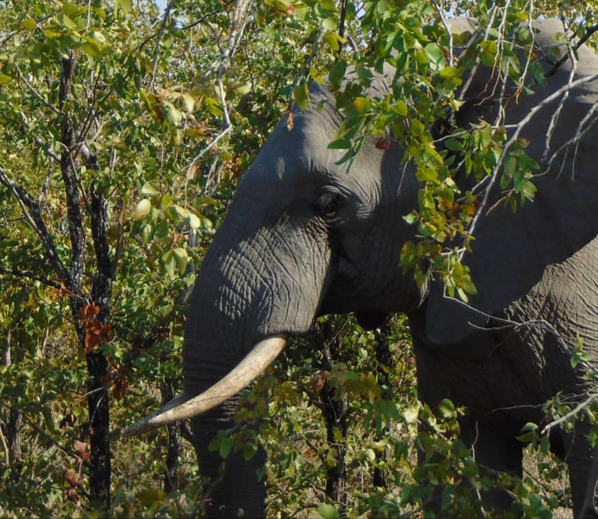 Wildlife cybercrime: Is Zimbabwe ready to tackle it?