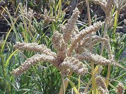 Indigenous crops underutilised as climate change threatens food systems