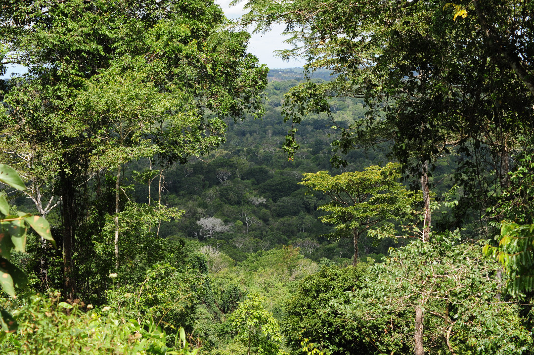 Preserve forests to combat climate change: stakeholders urged