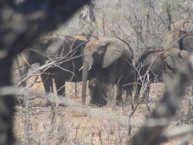 Relocation of wild animals from Save Conservancy irks Bikita residents