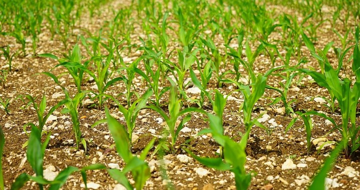 All Set for Summer Cropping Season