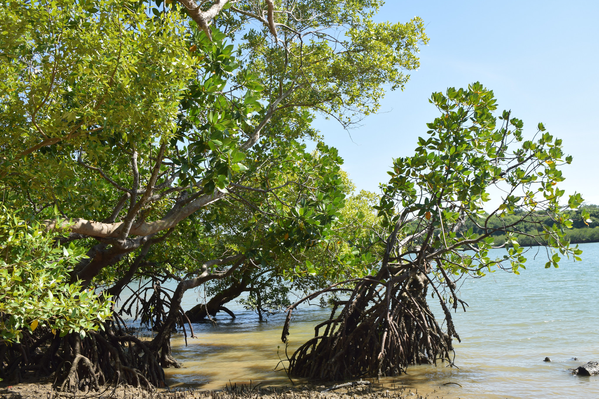 Preparations for forest management workshop in Africa underway