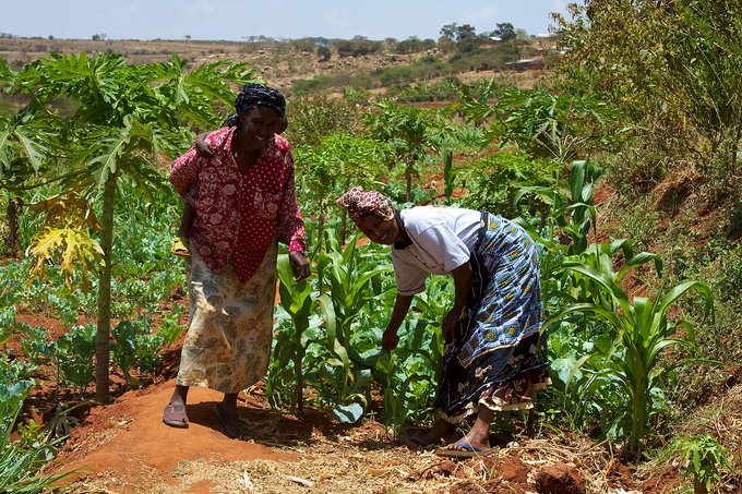 How regenerative agriculture can increase Africa’s food production