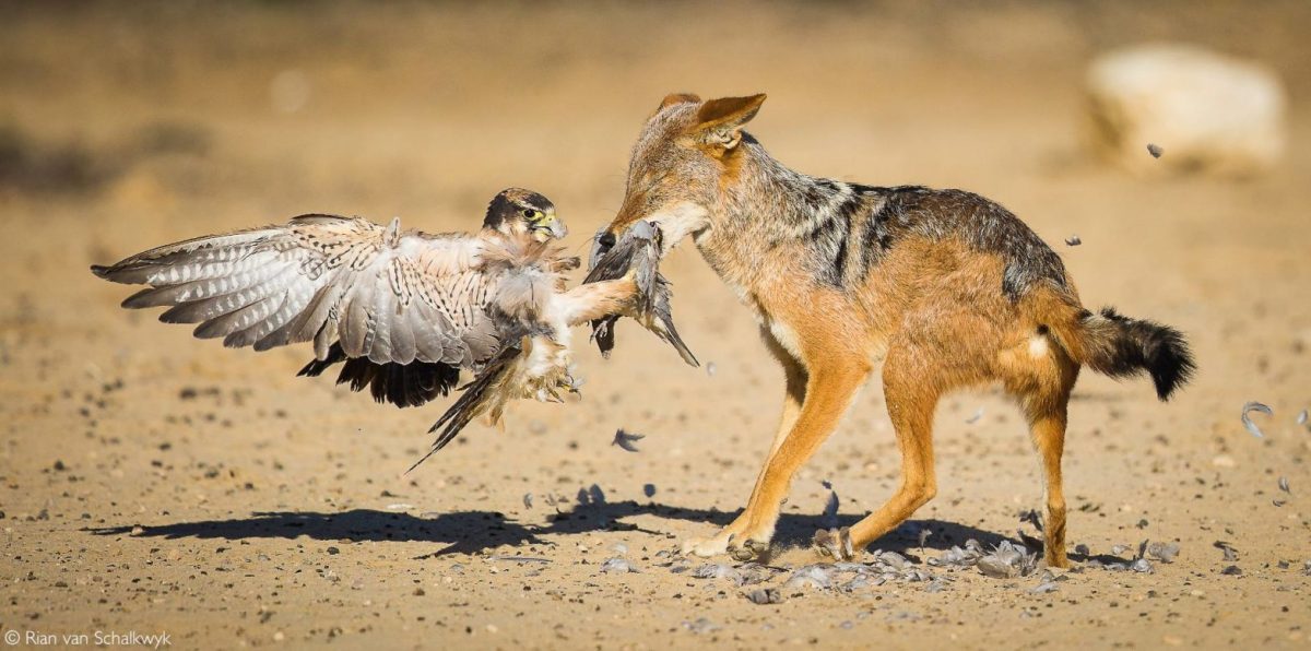 Wildlife: A Focus on Kgalagadi Transfrontier Park