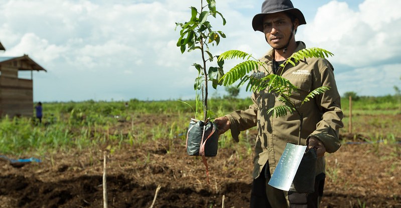 Try tree regeneration, not tree planting