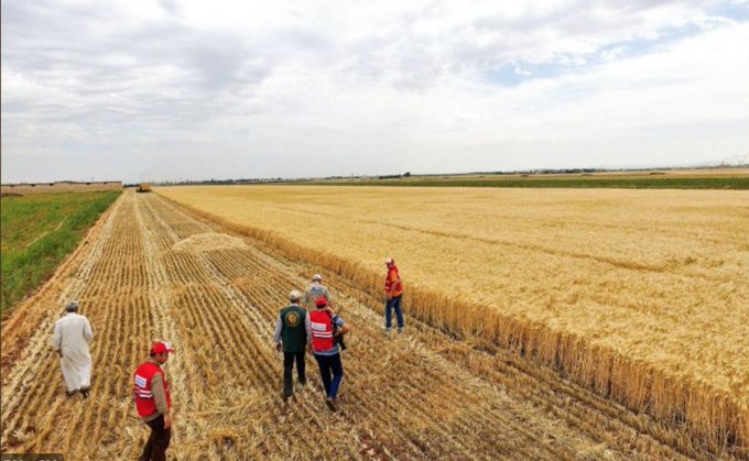 Severe drought lowers Turkey’s wheat harvest