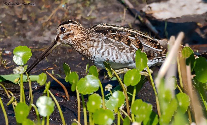 CSOs bemoan destruction of Cleveland Wetland Catchment area