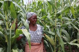 Zimbabwe farmers reaping bumper harvests by adopting climate change