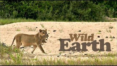 WildEarth Pop Up Channel On DStv