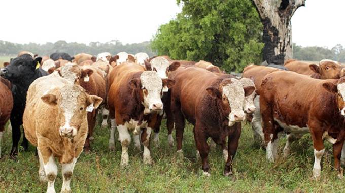 TN Reopens ‘cattle bank’ with RTGS$25m