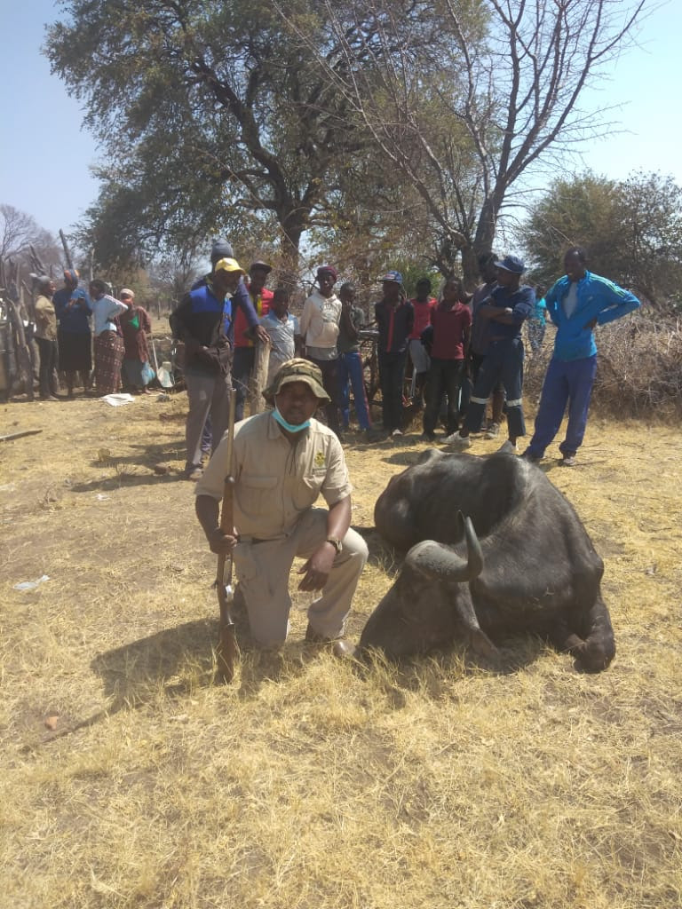 Climate crisis worsens wildlife invasions in Bulilima